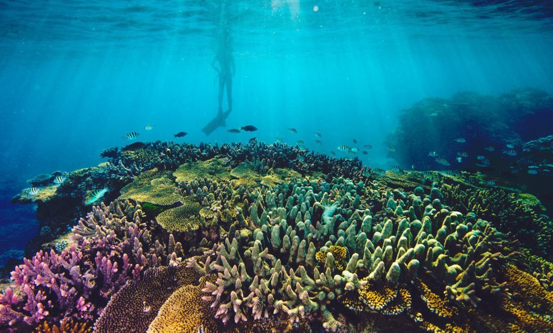 Great Barrier Reef Adventures: Unforgettable Experiences Await